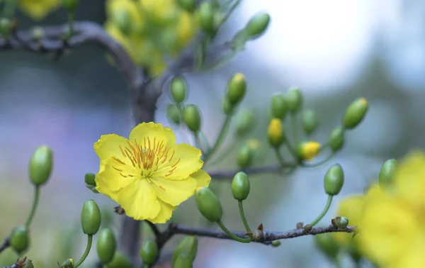 Kayısı Çiçekleri Bahar Geldi Sinyal Sarı Çiçek Kokulu Yaprakları Ile — Stok fotoğraf