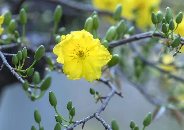 Kayısı çiçekleri Bahar geldi sinyal sarı çiçek kokulu yaprakları ile Ay Yeni Yıl çiçeklenme, bu iyi şanslar için sembolik çiçek