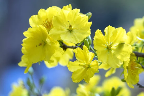 Morelowe Kwiaty Kwitnące Księżycowym Nowym Roku Żółtym Kwitnącym Pachnących Płatków — Zdjęcie stockowe