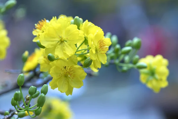 Λουλούδια Βερίκοκα Ανθίζει Στο Σεληνιακό Νέο Έτος Κίτρινα Ανθοφορία Αρωματικά — Φωτογραφία Αρχείου