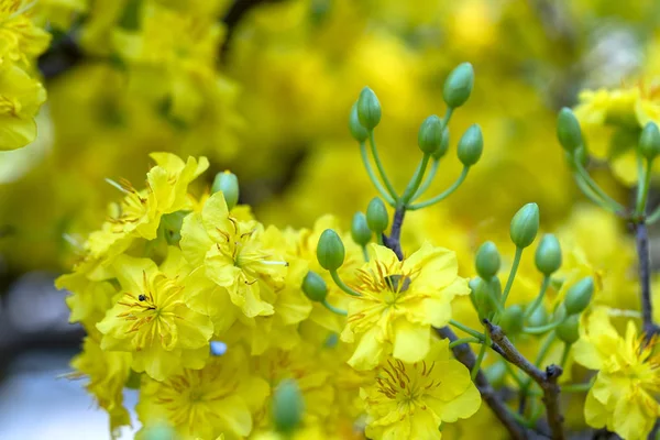 Fiori Albicocca Che Sbocciano Nel Nuovo Anno Lunare Con Petali — Foto Stock