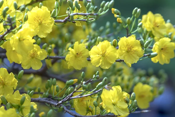 旧正月に咲くアプリコットの花は 春を合図する黄色い香りの花びらが来て これは幸運のための象徴的な花です — ストック写真