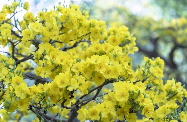 Florile Caise Înfloresc Anul Nou Lunar Petale Parfumate Înflorire Galbenă — Fotografie, imagine de stoc