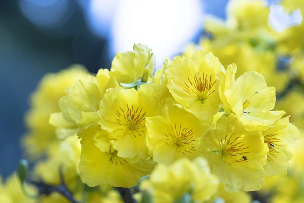 Apricot Flowers Blooming Lunar New Year Yellow Blooming Fragrant Petals — Stock Photo, Image