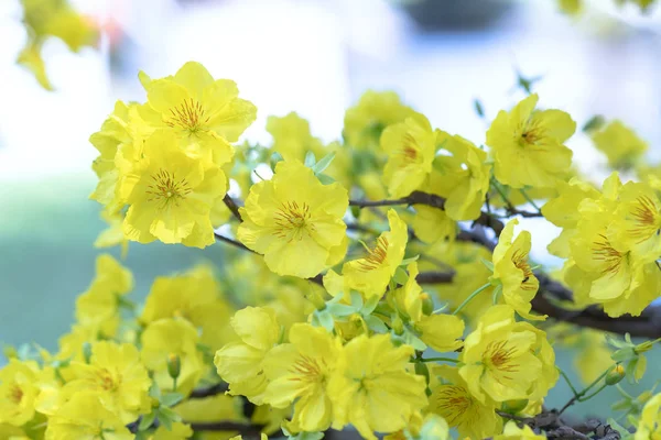 Λουλούδια Βερίκοκα Ανθίζει Στο Σεληνιακό Νέο Έτος Κίτρινα Ανθοφορία Αρωματικά — Φωτογραφία Αρχείου