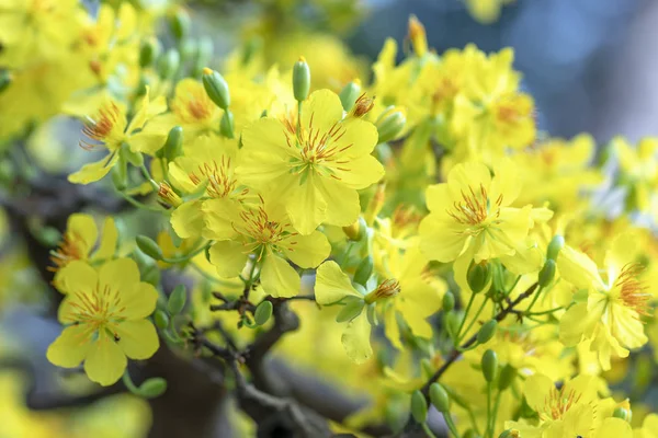 Flores Damasco Florescendo Ano Novo Lunar Com Pétalas Perfumadas Flor — Fotografia de Stock