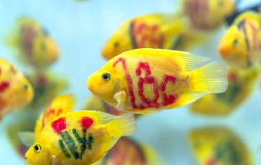 Akvaryumda renkli kan papağan cichlid balık. Bu evde süslemek için kullanılan süs balığı türüdür