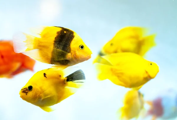 Akvaryumda Renkli Kan Papağan Cichlid Balık Evde Süslemek Için Kullanılan — Stok fotoğraf