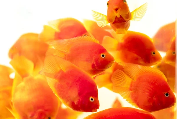 Kleurrijke Bloed Papegaai Cichlid Vissen Het Aquarium Dit Een Soort — Stockfoto