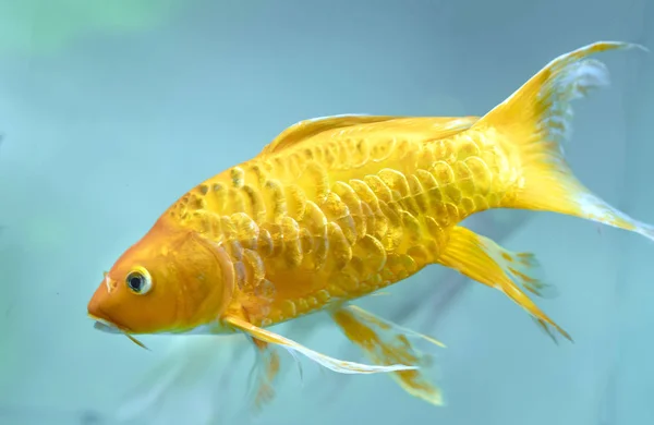 Koi Borboleta Colorido Aquário Esta Uma Espécie Peixe Ornamental Usado — Fotografia de Stock