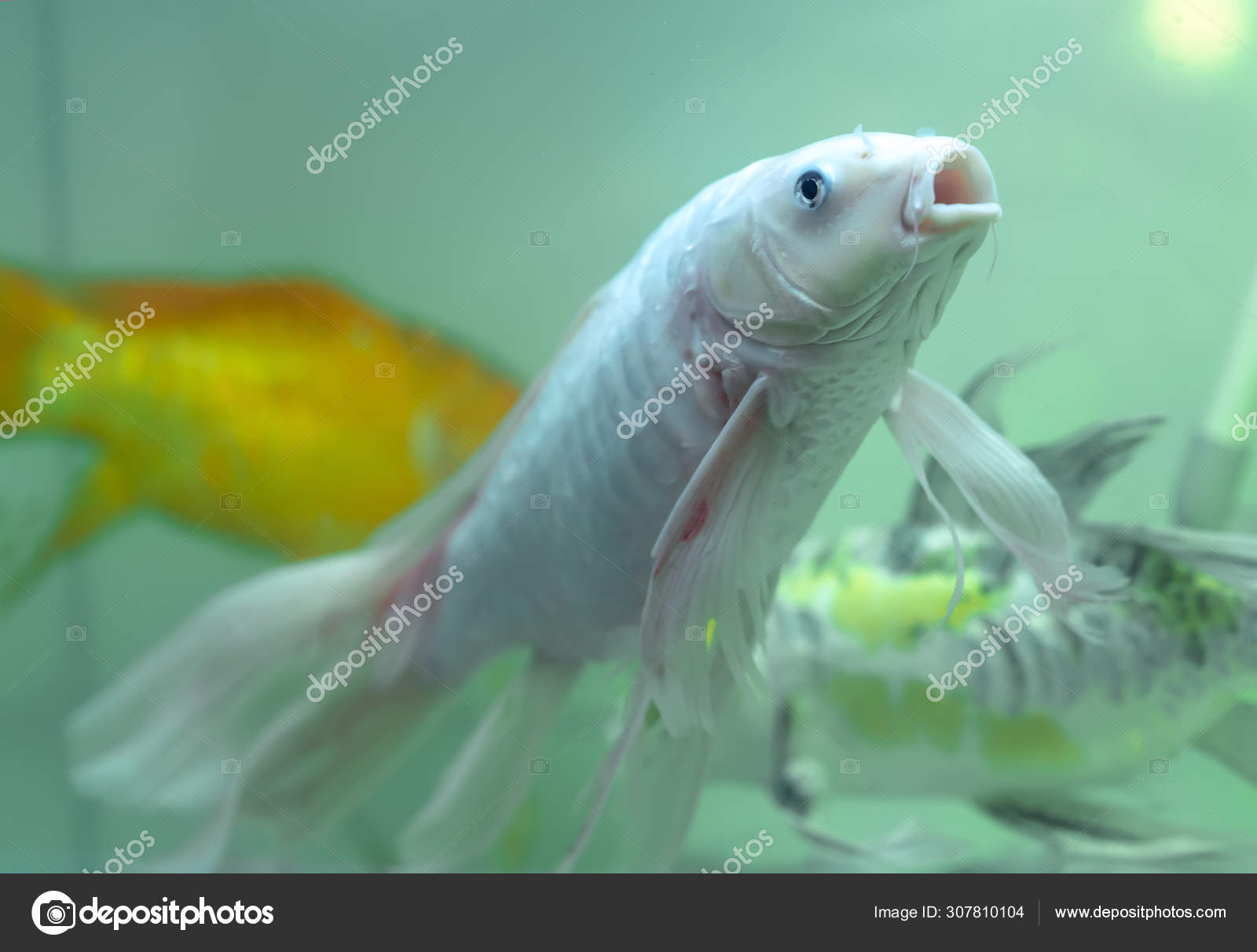 Stockfotos Schmetterling Koi Bilder Stockfotografie Schmetterling Koi Lizenzfreie Fotos Depositphotos