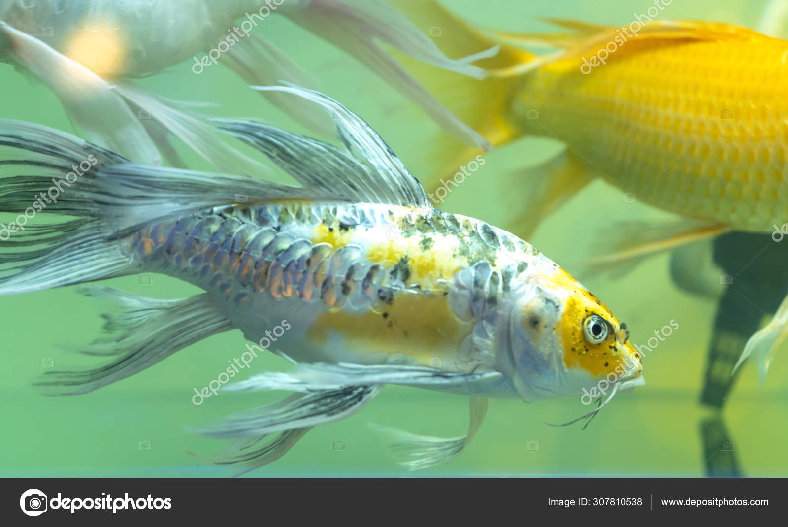 Colorful Butterfly Koi Species Fish Used Decorate House Stock by ©huythoai1978@gmail.com 307810538