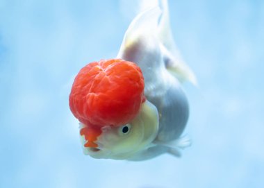 Colorful Goldfish oranda in the aquarium. This is a species of ornamental fish used to decorate in the house clipart