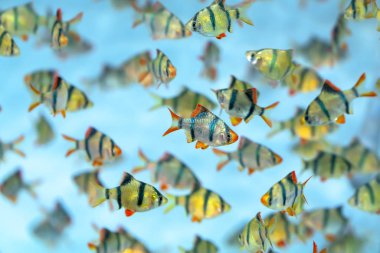 Grup kaplan barb veya sumatra barb Puntius tetrazona balık akvaryumda. Bu evde süslemek için kullanılan süs balığı türüdür