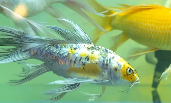 Akvaryumda Renkli Kelebek Koi Süs Balığı Veya Bahçede Süslemek Için — Stok fotoğraf