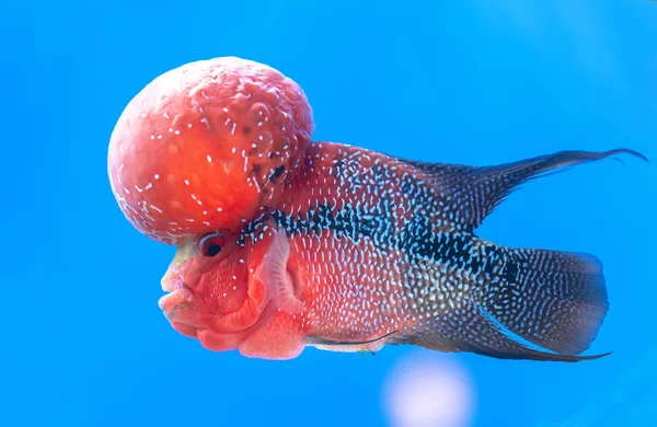 Flowerhorn Cichlid Coloridos Peces Nadando Acuario Este Pez Ornamental Que —  Fotos de Stock