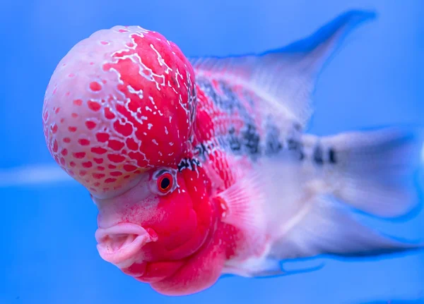 Flowerhorn Cichlid Kleurrijke Vissen Zwemmen Aquarium Dit Een Sier Vis — Stockfoto