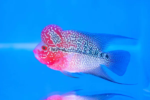 Flowerhorn Cichlid Peixes Coloridos Nadando Aquário Este Peixe Ornamental Que — Fotografia de Stock