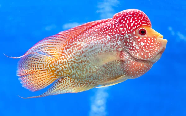 Flowerhorn Cichlid Peixes Coloridos Nadando Aquário Este Peixe Ornamental Que — Fotografia de Stock