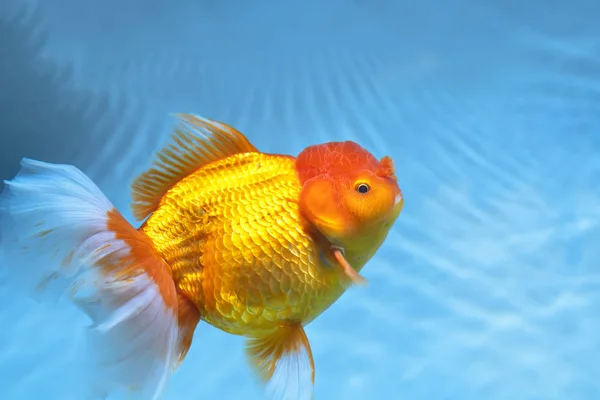 Colorful Goldfish Oranda Aquarium Species Ornamental Fish Used Decorate House — Stock Photo, Image