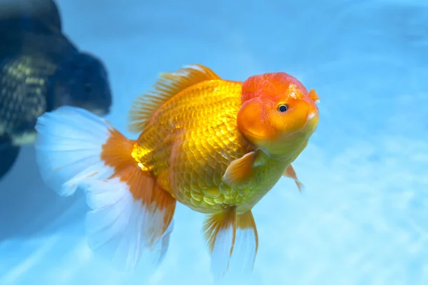 Färgglada Guldfisk Oranda Akvariet Detta Art Prydnadsfiskar Som Används För — Stockfoto