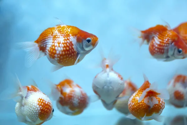 Akvaryumda Renkli Goldfish Pingpong Evde Süslemek Için Kullanılan Süs Balığı — Stok fotoğraf