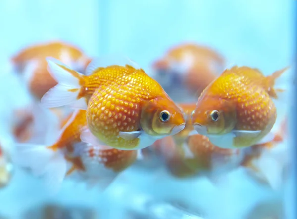 Färgglada Guldfisk Pingpong Akvariet Detta Art Prydnadsfiskar Som Används För — Stockfoto