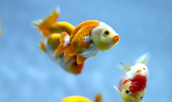 Akvaryumda Renkli Goldfish Evde Süslemek Için Kullanılan Süs Balığı Türüdür — Stok fotoğraf