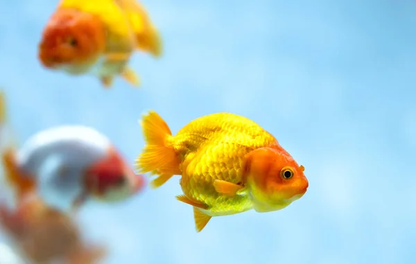 Färgglada Guldfisk Akvariet Detta Art Prydnadsfiskar Som Används För Att — Stockfoto