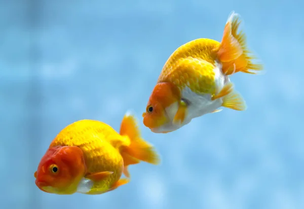 Colorful Goldfish Aquarium Species Ornamental Fish Used Decorate House — Stock Photo, Image