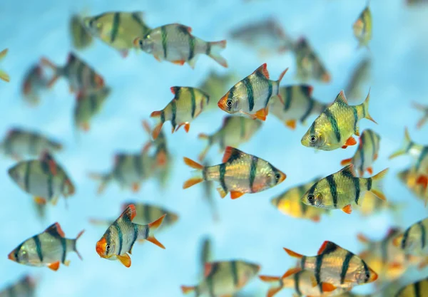 Grupo Peces Púas Tigre Sumatra Puntius Tetrazona Acuario Esta Una — Foto de Stock