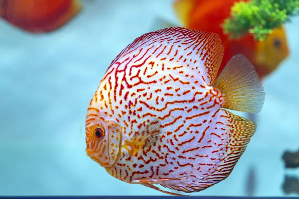 Peixe Disco Colorido Aquário Esta Uma Espécie Peixe Ornamental Usado — Fotografia de Stock