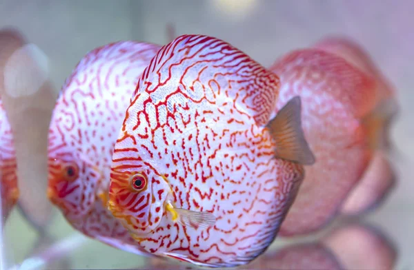 Kleurrijke Discus Vissen Het Aquarium Dit Een Soort Siervissen Gebruikt — Stockfoto