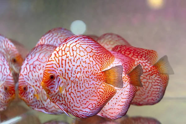 Colorful Discus Fish Aquarium Species Ornamental Fish Used Decorate House — Stock Photo, Image