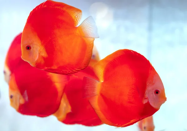 Colorful Discus Fish Aquarium Species Ornamental Fish Used Decorate House — Stock Photo, Image