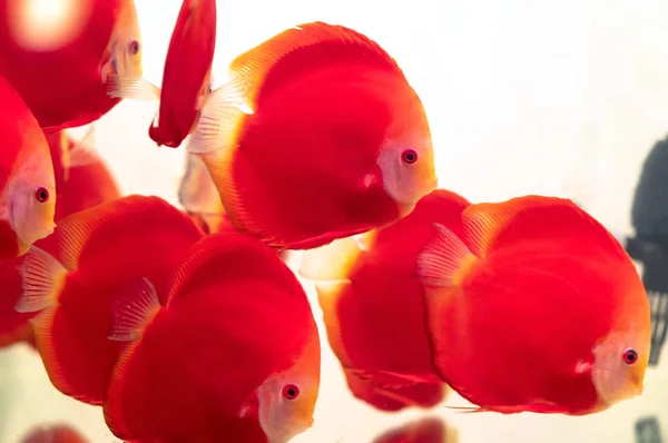 Akvaryumda Renkli Disk Balığı Evde Süslemek Için Kullanılan Süs Balığı — Stok fotoğraf