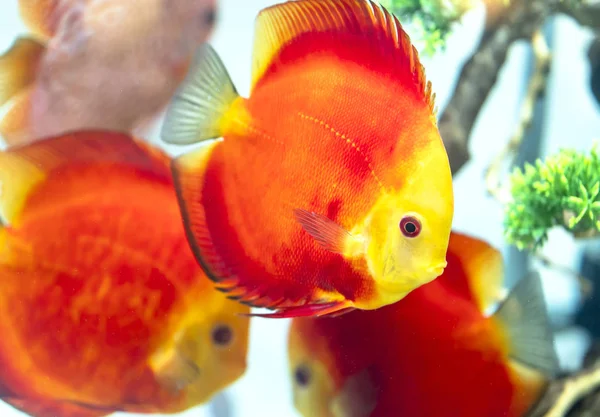 Färgglada Diskus Fiskar Akvariet Detta Art Prydnadsfiskar Som Används För — Stockfoto
