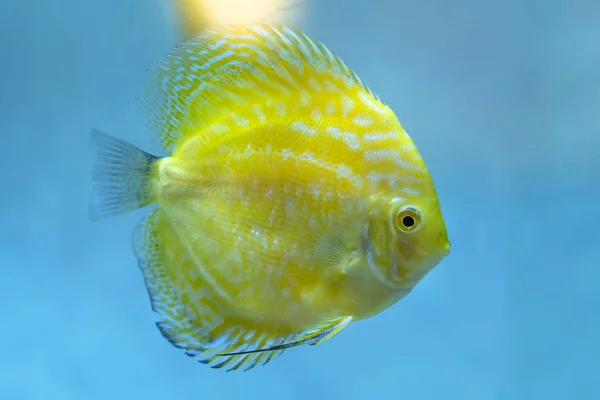 Peixe Disco Colorido Aquário Esta Uma Espécie Peixe Ornamental Usado — Fotografia de Stock