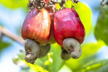 Kaju fıstığı meyvesi ya da ağaçtaki anakardiyum oksidenmasalı hasat sırasında olgunlaşmak üzere. Bu yüksek besin değeri olan petrol zengini tohumlar için bir meyve.