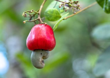 Kaju fıstığı meyvesi ya da ağaçtaki anakardiyum oksidenmasalı hasat sırasında olgunlaşmak üzere. Bu yüksek besin değeri olan petrol zengini tohumlar için bir meyve.