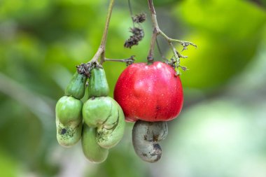 Kaju fıstığı meyvesi ya da ağaçtaki anakardiyum oksidenmasalı hasat sırasında olgunlaşmak üzere. Bu yüksek besin değeri olan petrol zengini tohumlar için bir meyve.