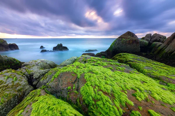 Alghe Verdi Rocce Spiaggia Alba Con Cielo Drammatico Accogliere Nuovo — Foto Stock