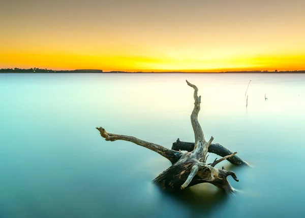 湖畔日落与干燥的树枝朝向太阳作为一些抽象的关于人类正在崛起的老年的活力 — 图库照片