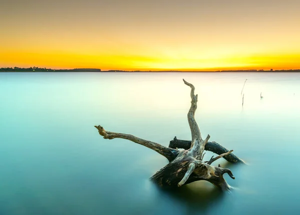 Zonsondergang Aan Het Meer Met Droge Twijgen Naar Zon Als — Stockfoto