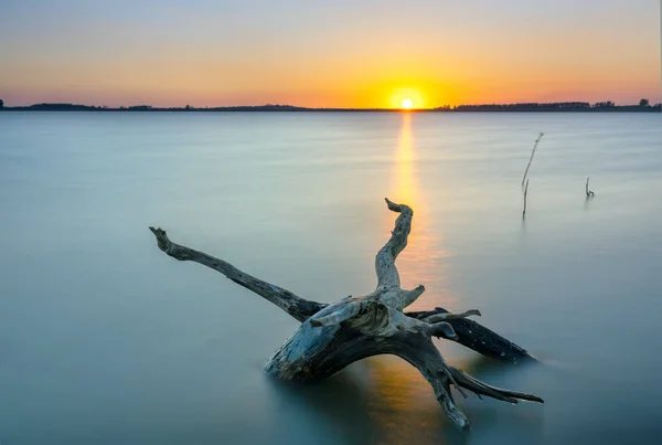 湖畔日落与干燥的树枝朝向太阳作为一些抽象的关于人类正在崛起的老年的活力 — 图库照片
