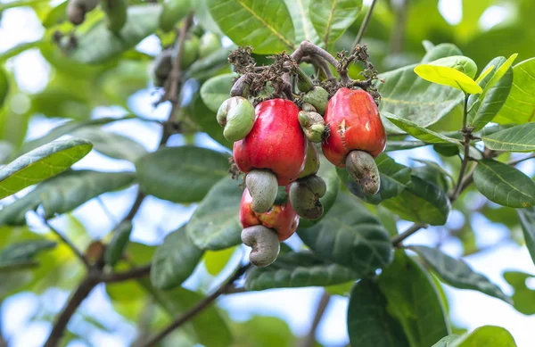 木の上のカシューナッツフルーツやアナカルディウムOcidentaleは 収穫中に熟しようとしています これは栄養価の高い油の豊富な種子の果物です — ストック写真