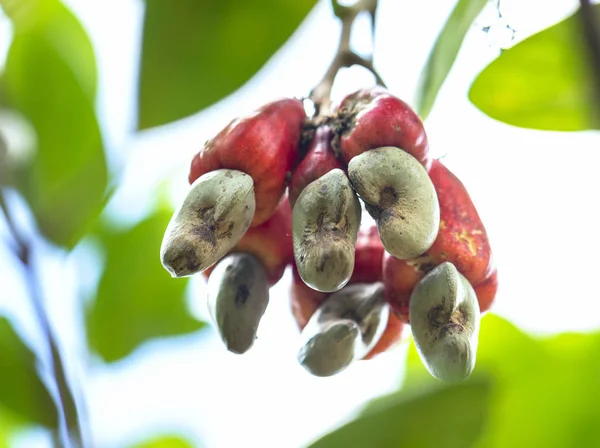 Cashew Nut Fruit Anacardium Occidentale Tree Ripen Harvest Fruit Oil — Stock Photo, Image