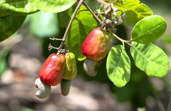 Cashew Nut Fruit Anacardium Occidentale Tree Ripen Harvest Fruit Oil — Stock Photo, Image