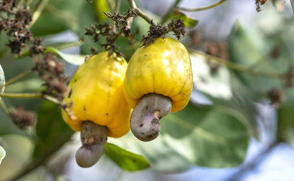 Fruta Del Anacardo Anacardium Occidentale Árbol Está Punto Madurar Durante — Foto de Stock