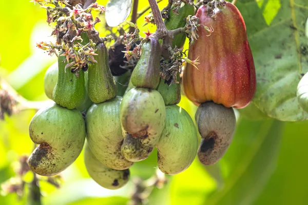 Owoce Orzechów Nerkowca Lub Anacardium Occidentale Drzewie Dojrzewają Podczas Zbiorów — Zdjęcie stockowe
